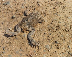 a dried dead body of a frog , toad, on the road