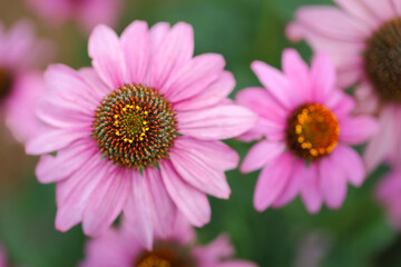 Fototapeta premium Blooming purple coneflower. Echinacea purpurea, eastern purple coneflower or hedgehog coneflower. Close up 
