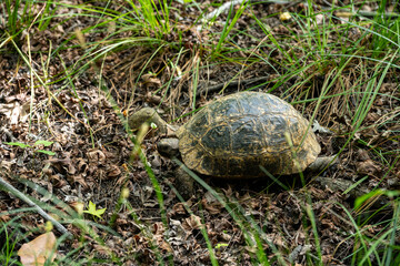 Gunnucek Nature Park is home to many endemic plant species and birds such as the sigla tree. A unique park by the sea for hiking and yoga. Here is a turtle, one of the inhabitants of the park, out for