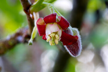 Obraz na płótnie Canvas Gooseberry Blossom Anthers 01