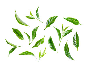 Green tea leaves isolated on transparent background