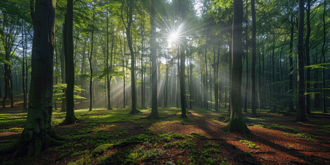 Natural green beech forest in the morning light, the sun shines through the morning mist