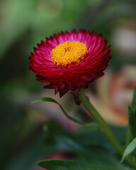 Helichrysum (Straw flower) blooming outdoors. Helichrysum bracteatum, Everlasting flower. Macro photography of pretty pink flower
