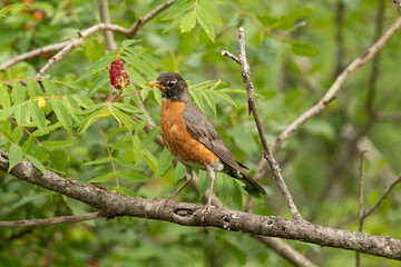 American Robin on a branch