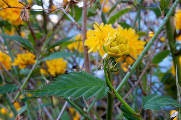 Yellow Kerria Blossom Bud 02