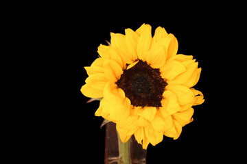 Sunflower in a Vase 03