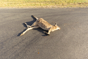 Macropus giganteus or Eastern Grey Kangaroo lying dead in the middle of the road after being hit by a vehicle. © P.j.Hickox