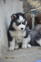 
A beautiful blue-eyed Siberian Husky puppy