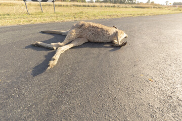 Macropus giganteus or Eastern Grey Kangaroo lying dead in the middle of the road after being hit by...