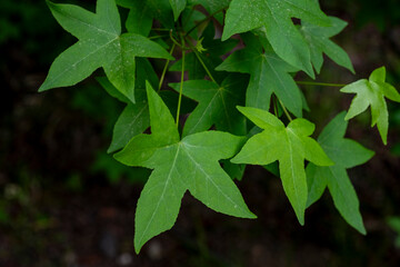 A beautiful green leaf shape with a blurred background suitable for wallpaper. Light young maple...