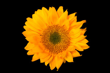 Sunflower Mandala 03
