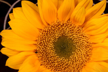 Sunflower Anther Eye 04