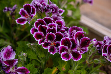 Bright geranium flowers. Aromatic geranium flower in my garden. Pelargonium, Angel Parfume,...