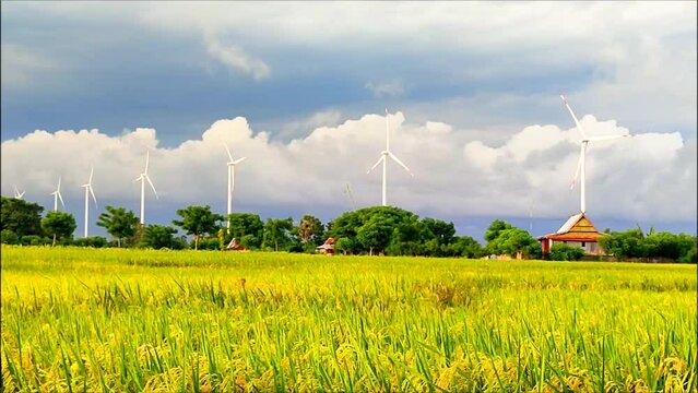 expanse of rice fields with yellowing rice with a windmill in the background. White clouds. blue sky