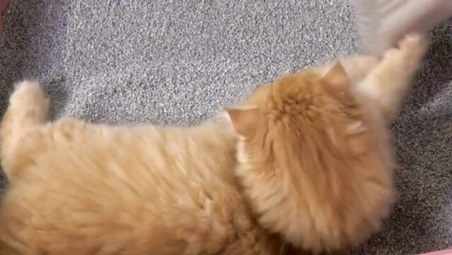 Cute sleepy orange kitten in the sad motion, cat on the floor