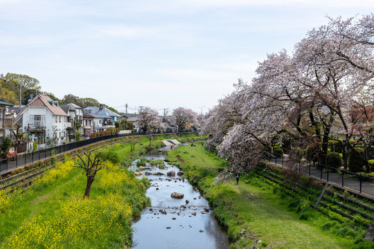 野川の桜（東京都調布市）