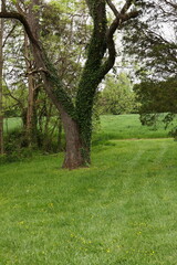 Fototapeta premium Field of Trees and Green Grass