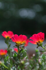 咲き誇るスベリヒユの花