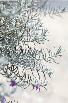 Violet flowers and white hairy leaves of Eremophila Nivea, known also as Silky Emu Bush . It is a shrub flowering plant

