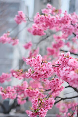 many pink sakura cherry blossom flowers bloom in spring in Japan with blurred background
