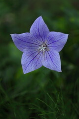 ひっそりと咲くキキョウの花