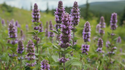 Obraz premium Flowering Merremia hederacea plant thriving in the meadow