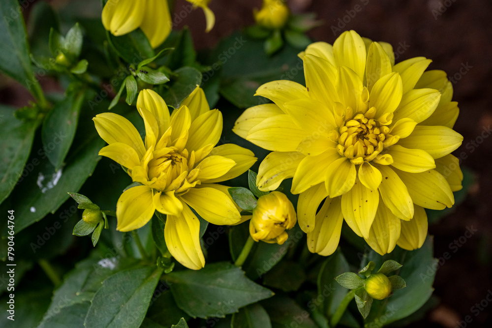Wall mural Yellow dahlia on a cloudy day after rain close up. Yellow Dahlia bathed in sunshine.  - Wall murals