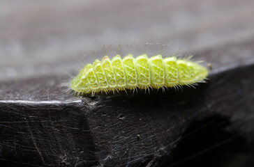 ミズイロオナガシジミ蝶の幼虫（自然光＋ストロボ、マクロ接写撮影）