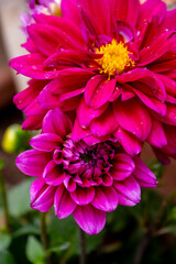 Obraz premium red flowers dahlias flowerbed light background. Beautiful Pink Zinnia flower of my garden
