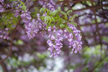 桜が散った後に日本で楽しめる藤の花。4月下旬の公園の藤棚