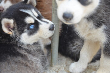 Fototapeta premium blue eyed Siberian Husky puppies