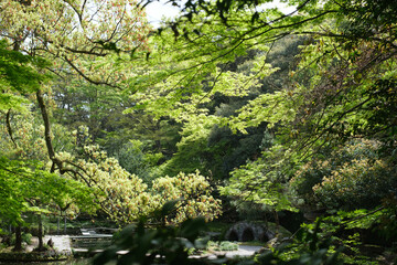 Fototapeta na wymiar 新緑が眩しい観光名所金沢市の兼六園。