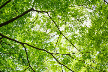 新緑が眩しい観光名所金沢市の兼六園。