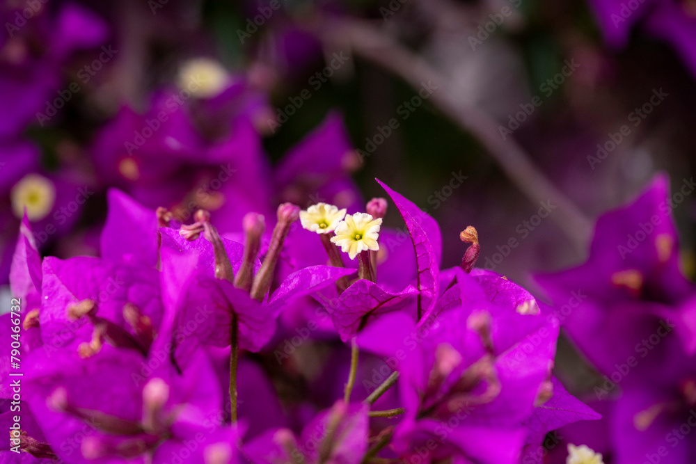 Wall mural An image of the Bougainvillea flower. Pretty, colofrul flowers of purple  Bougainvillea glabra plant close up