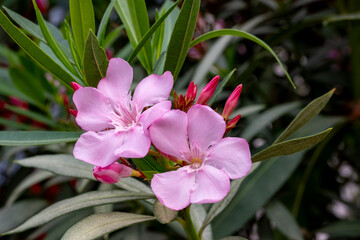 Beautiful pink flowers on street. Closeup view of bright pink cluster of flowers of nerium oleander...
