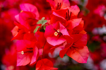 Beautiful Paper flower or bougainvillea flower TURKEY. Beautiful clusters of pink bougainvillea...