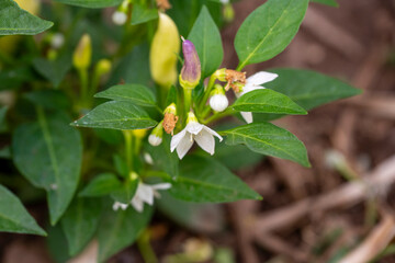The flowering cayenne pepper tree looks beautiful. Small white flowers surrounded by green leaves that embrace.