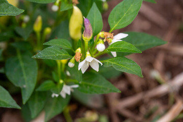 The flowering cayenne pepper tree looks beautiful. Small white flowers surrounded by green leaves that embrace.