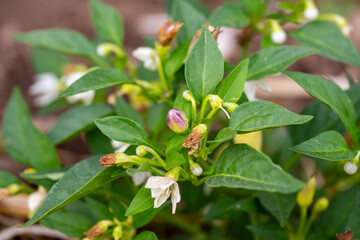 The flowering cayenne pepper tree looks beautiful. Small white flowers surrounded by green leaves that embrace.