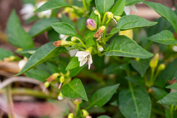 The flowering cayenne pepper tree looks beautiful. Small white flowers surrounded by green leaves that embrace.