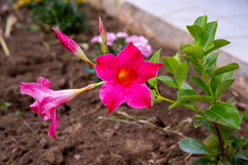 The flowers look like trumpets, and the leaves are green, the flowers are red. Pink mandevilla...