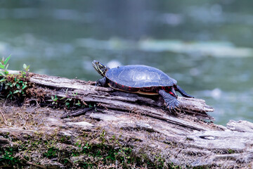 Painted turtle on a log