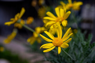 Beauty yellow flowers.Yellow daisies, yellow flowers, yellow petals and green stems.Ligularia sibirica, mostly in central and eastern Asia.