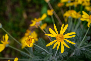 Beauty yellow flowers.Yellow daisies, yellow flowers, yellow petals and green stems.Ligularia...