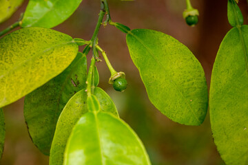 Small grapefruits and leaves are suitable for background