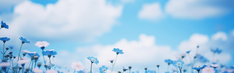 Beautiful meadow close-up of blue and white small blooming flowers on cloudy sky and spring summer day background. Colorful and bright natural pastoral landscape wiyh copy space for text.