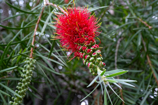 The flower of the Callistemon viminalis in the square. Bottle brush flower. Callistemon is a genus of shrubs in the family Myrtaceae.