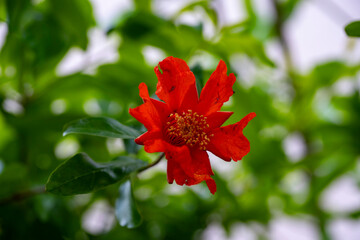Red pomegranate flowers on pomegranate blossoming tree in the garden. Bright red Punica granatum blooms in summertime.  Marmaris, Mugla TURKEY