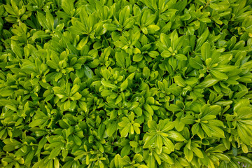 Shiny green leaves of Pittosporum Tobira Nana background. Tropical leaves wallpaper