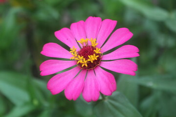 Fototapeta premium Blooming Zinnia flowers, pink Zinnia flowers blooming in the garden on a sunny day. Blurred background, focus on one object
